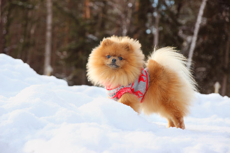 Cute pomeranian dog in the winter forest. Dog in snowy forest. Clever dogの写真素材