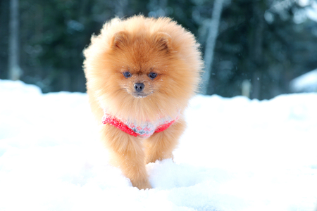 Cute pomeranian dog in the winter forest. Dog in snowy forest. Clever dogの写真素材
