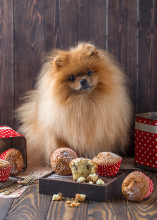 Funny pomeranian dog with treats on a wooden table. Fluffy dog. Pomeranian dog with muffinsの写真素材