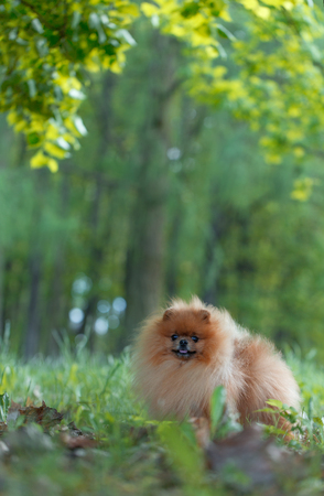 Pomeranian dog walking in the summer park. Beautiful dogの写真素材