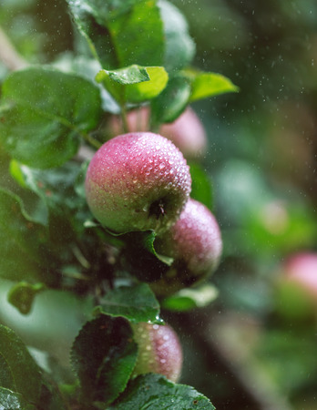 Apple tree. Apples on the tree