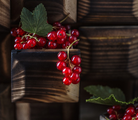 Ripe red currants close-up as background. Berries printの写真素材