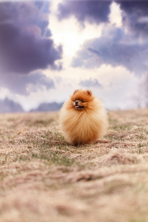 Pomeranian dog outdoor.Portrait of beautiful pomeranian dog. Dog printの写真素材