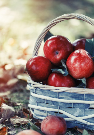 Apples in a basket. Apple harvest. Apple backgroundの写真素材