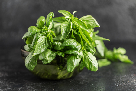 Fresh basil on a stone and dark background. Green basil. Food background. Basil plant for healthy cookingの写真素材