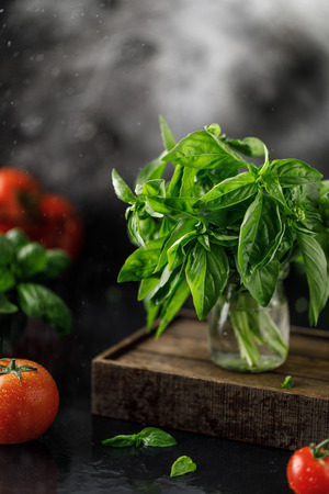 Fresh basil on a stone and dark background. Green basil. Food background. Basil plant for healthy cookingの写真素材