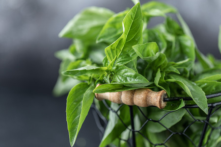 Fresh basil on a stone and dark background. Green basil. Food background. Basil plant for healthy cookingの写真素材