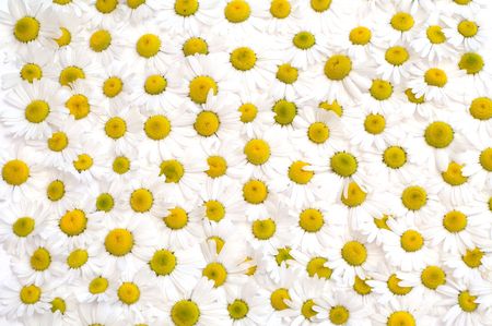 Daisies as a floral backgroundの写真素材