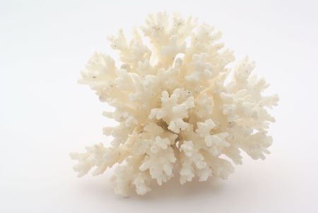 Coral isolated on whiteの写真素材