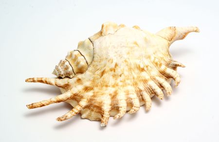 Cockshell closeup isolated on whiteの写真素材