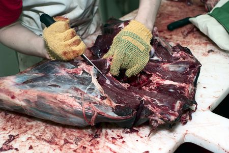 Dressing of deer carcass on the butcheryの写真素材