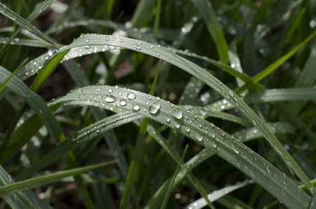 Green grass with raindrops close upの写真素材