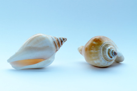 Shellsの写真素材