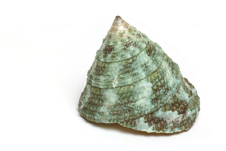 Seashell