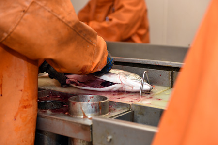 salnmon fishing season, fishing processing plant