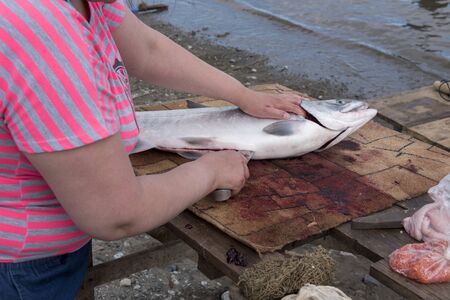 Dressing the salmon on the bank of the seaの写真素材