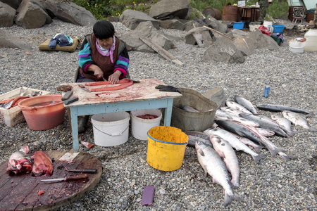 Senior Chukchi woman cuts  just catched sallmon on the sea shore and prepared it for dryingの写真素材