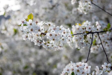 Blossom of cherry orchardの写真素材
