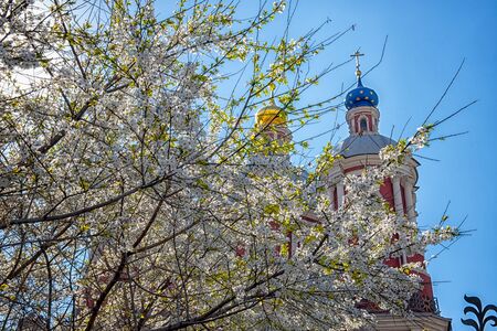 Blooming cherry tree against blue sky and domes of old Russian churchの写真素材