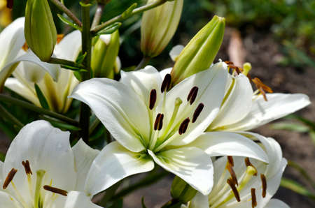 Flower of madonna lily close upの写真素材