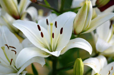 Flower of madonna lily close upの写真素材