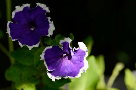 Flower of violet petunia close upの写真素材