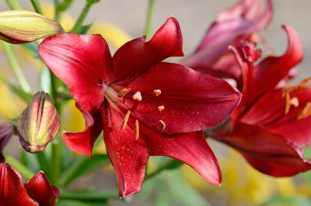 Flower of red lily close upの写真素材