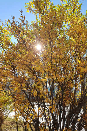 Golden leaves on the tree in the autumn parkの写真素材