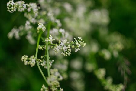 Small close up white tiny flowers on green blurred background