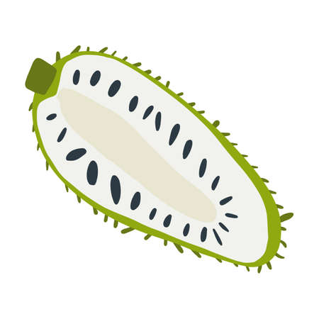 Isolated vector half of green soursop with seeds in cartoon style. Exotic fruits concept. Vegetarian, organic food.のイラスト素材