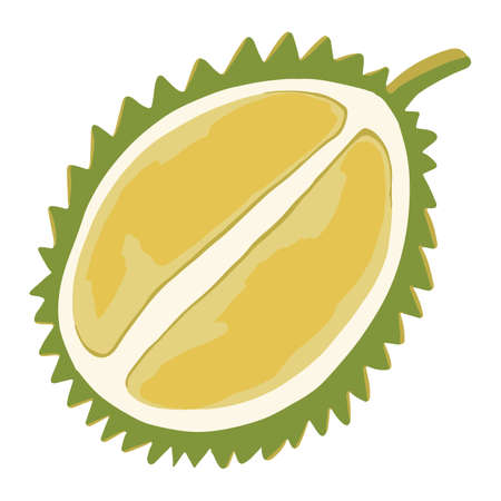 Isolated vector colourful half of durian fruit in cartoon style. Exotic fruits concept.のイラスト素材