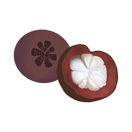 Isolated vector colourful whole mangosteen and half in cartoon style. Exotic fruits concept. Vegetarian, organic food.のイラスト素材