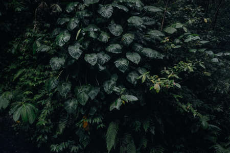 Dark green leaves wall near the waterfallの写真素材