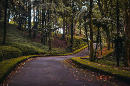Winding road in the autumn forest among the palm trees in the botanical garden on the island of Baliの写真素材