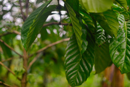 Close up wild coffee leaves in baliの写真素材