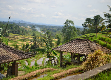 Rice field landscape with traditional buildings with red tiles on Jatiluwih Terracesの写真素材
