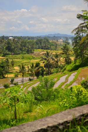 Rice field landscape with steps full of brown water and sky viewの写真素材