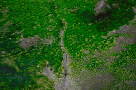 texture of green algae near the ocean in bali island