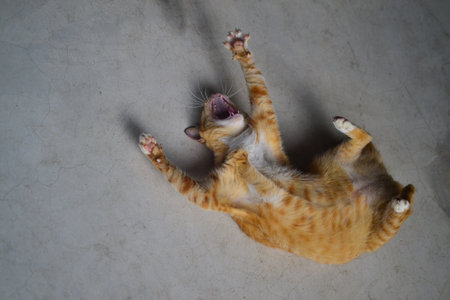 red cat lies on its back with its mouth open in aggressive emotionの写真素材