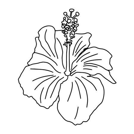 Outline sketch of a big flower with pistils and stamens in doodle tattoo styleのイラスト素材