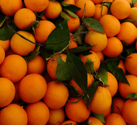 Close up orange organic tangerines with green leaves from market. Square format. Concept of juicy energyの写真素材