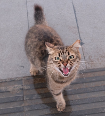 Brawn cat screaming on cameraの写真素材