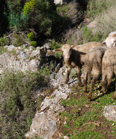 mountain sheep on the rocky trailの写真素材