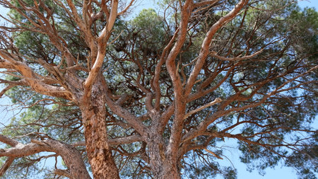 Branches from pine tree. Bottom view.の写真素材