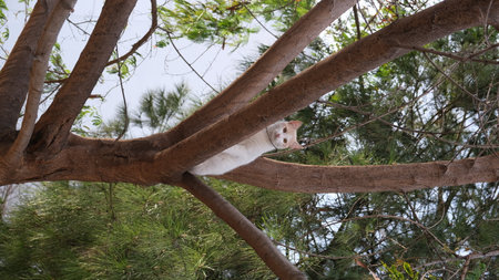 white and yellow cat sitting on a treeの写真素材