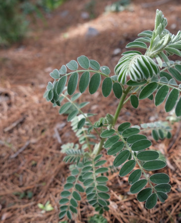 close up fashion green plants in the forestの写真素材