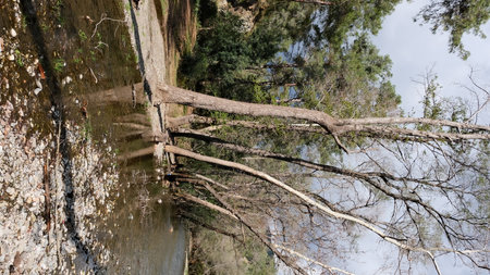 vertical view of the river and trees in the spring in cloudy weatherの写真素材
