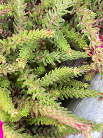 green needles of succulents, forest texture top viewの写真素材