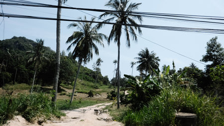 A serene pathway under clear skies, lined with palm trees and vibrant foliage, perfect for nature lovers.の写真素材