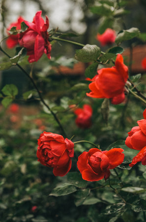 A stunning and beautiful display of vibrant red roses flourishing elegantly in a picturesque garden settingの写真素材